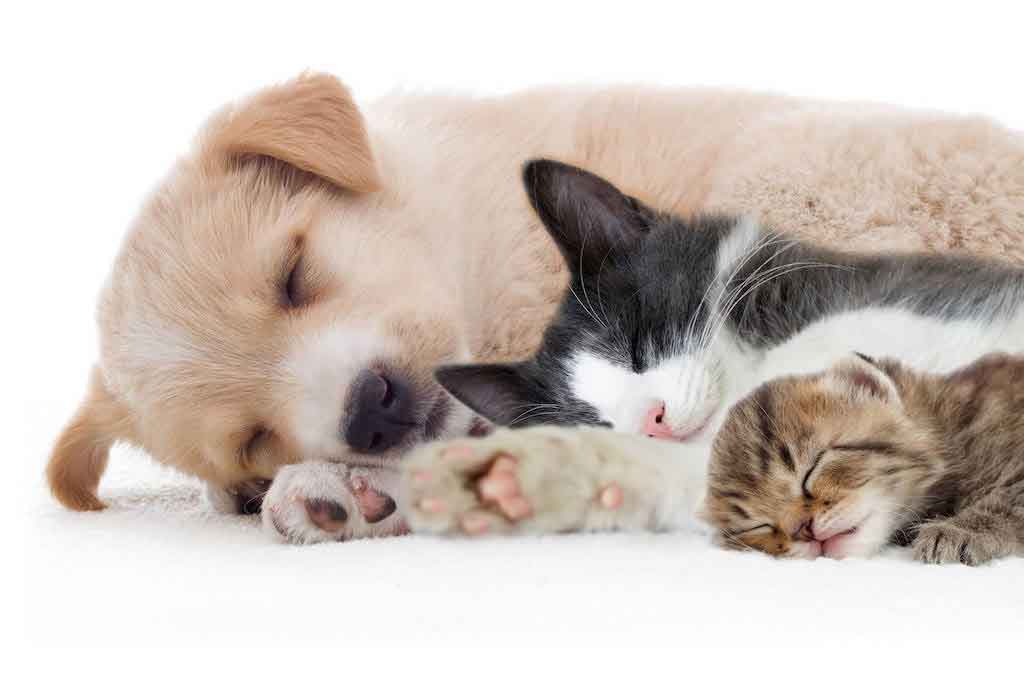 family-pets-cat-dog-kit-pup1024